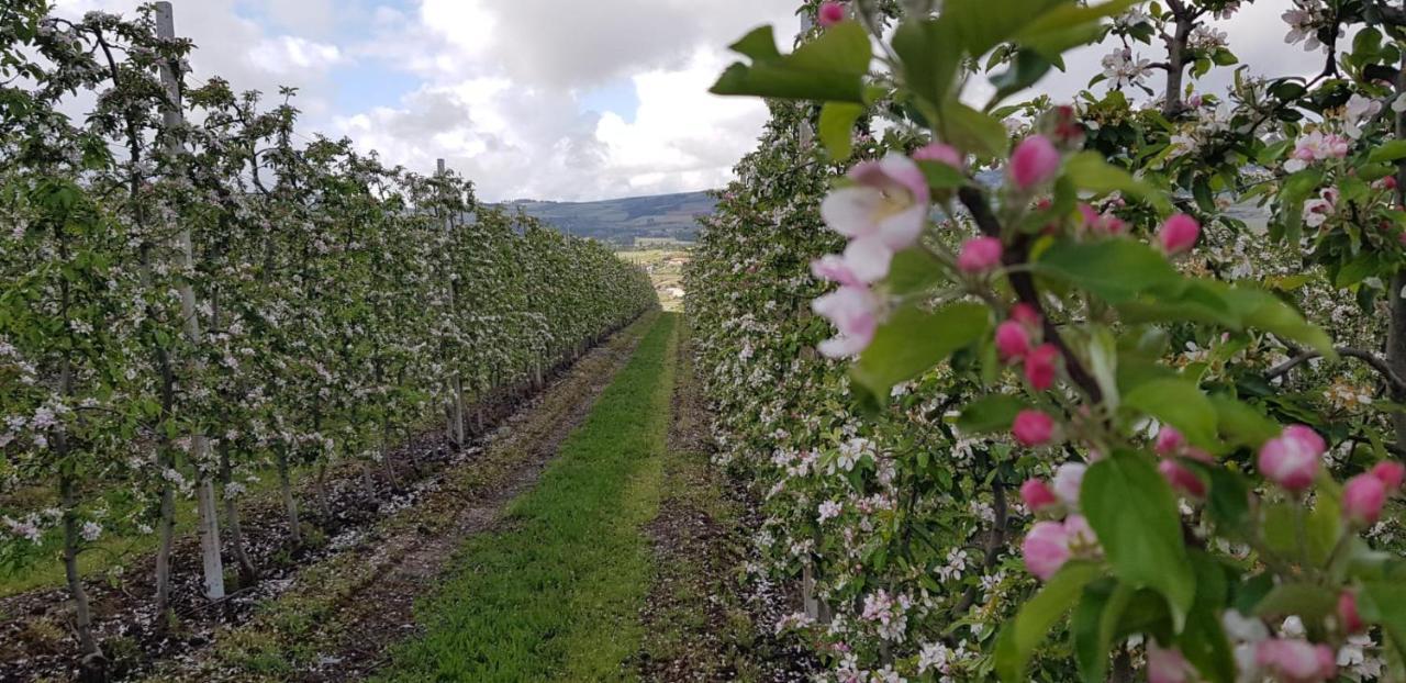 Quinta Bemboa Turismo Espaco Rural Aricera Экстерьер фото